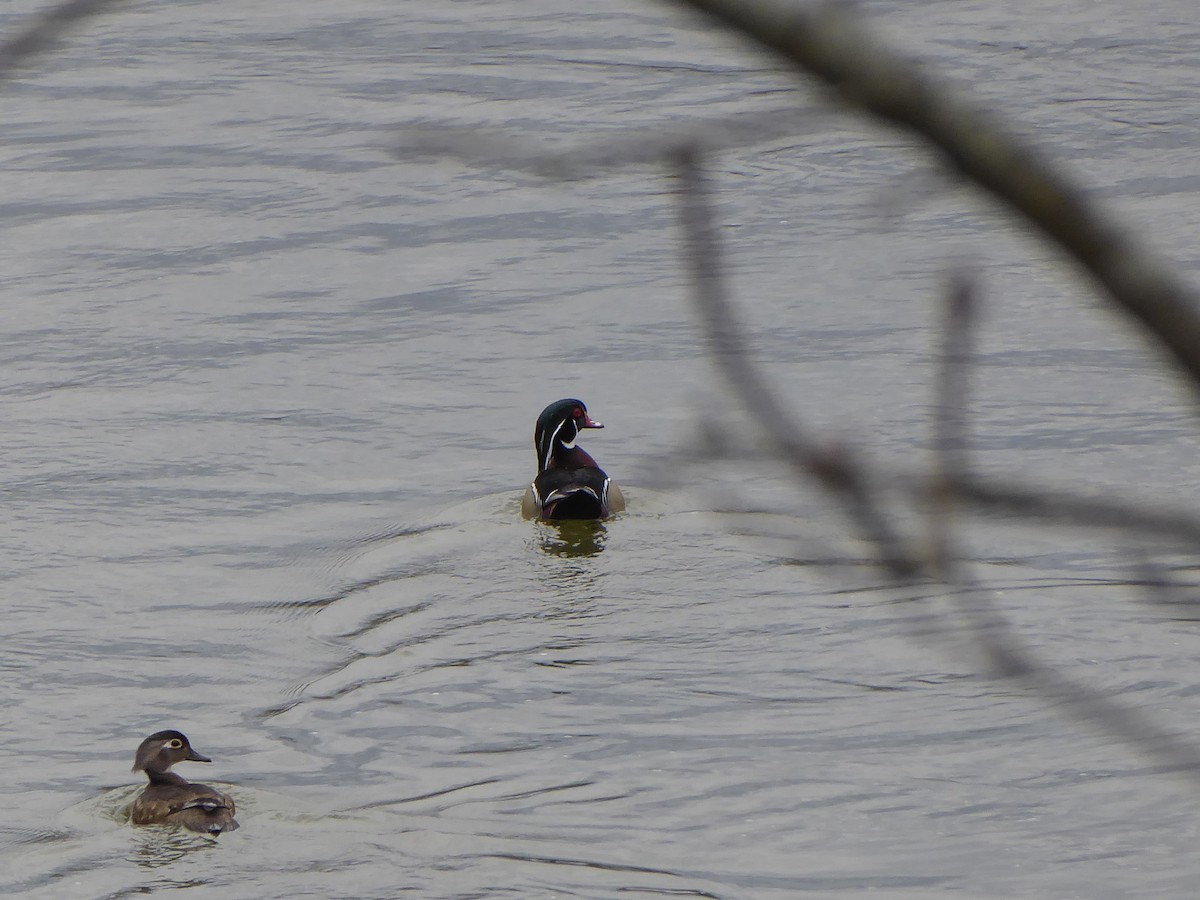 Wood Duck - ML617775238