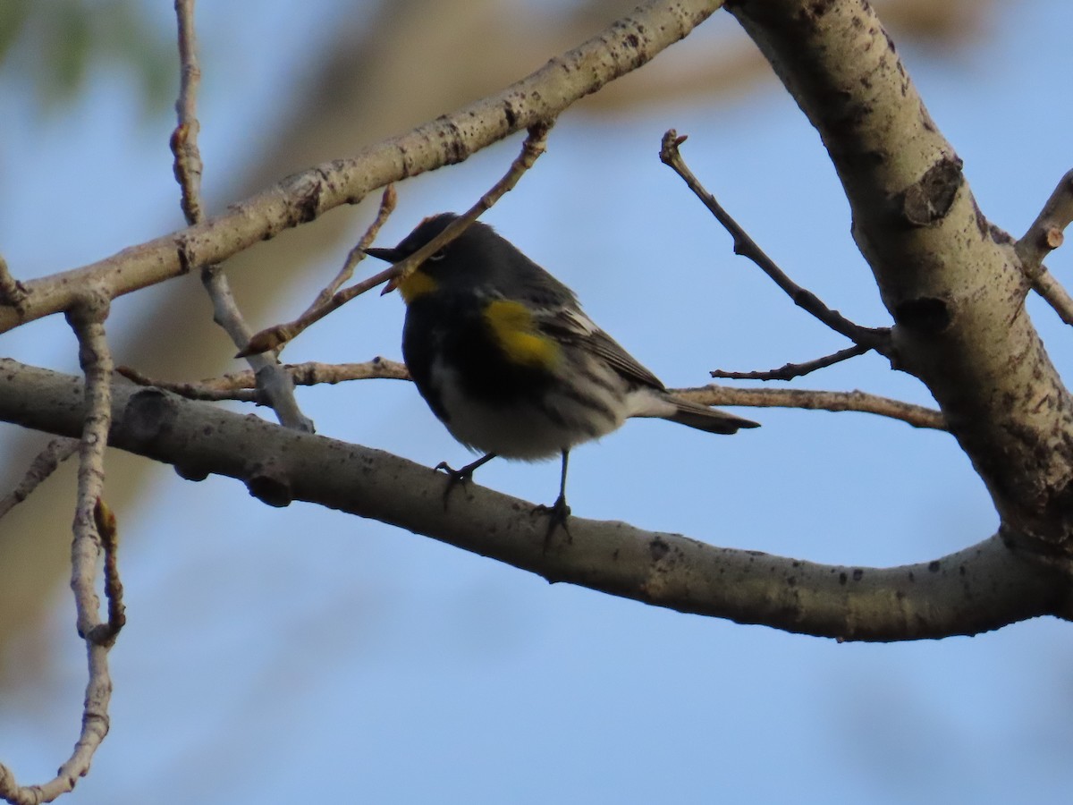 Yellow-rumped Warbler - ML617775255