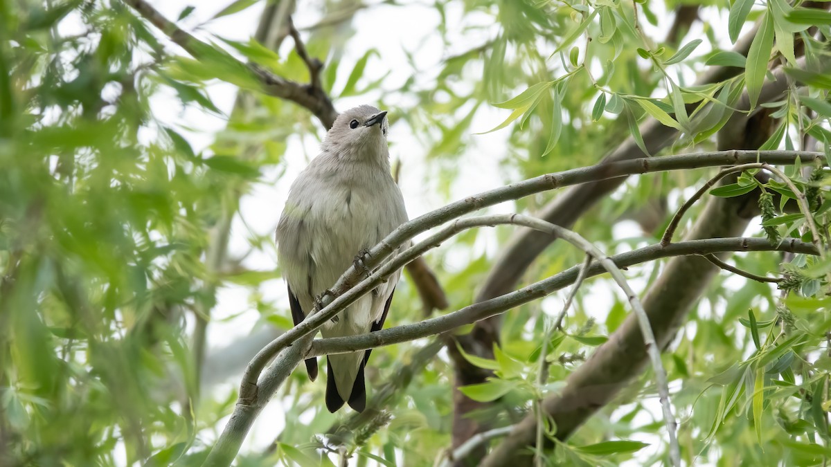 Daurian Starling - 冰 鸟