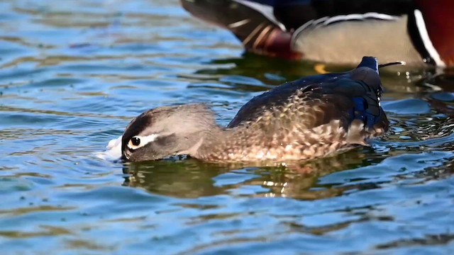 Wood Duck - ML617775333