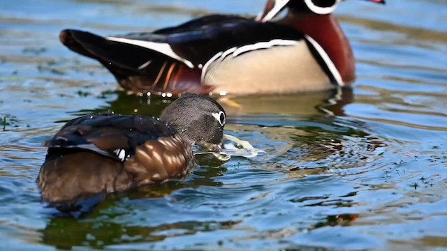 Wood Duck - ML617775365