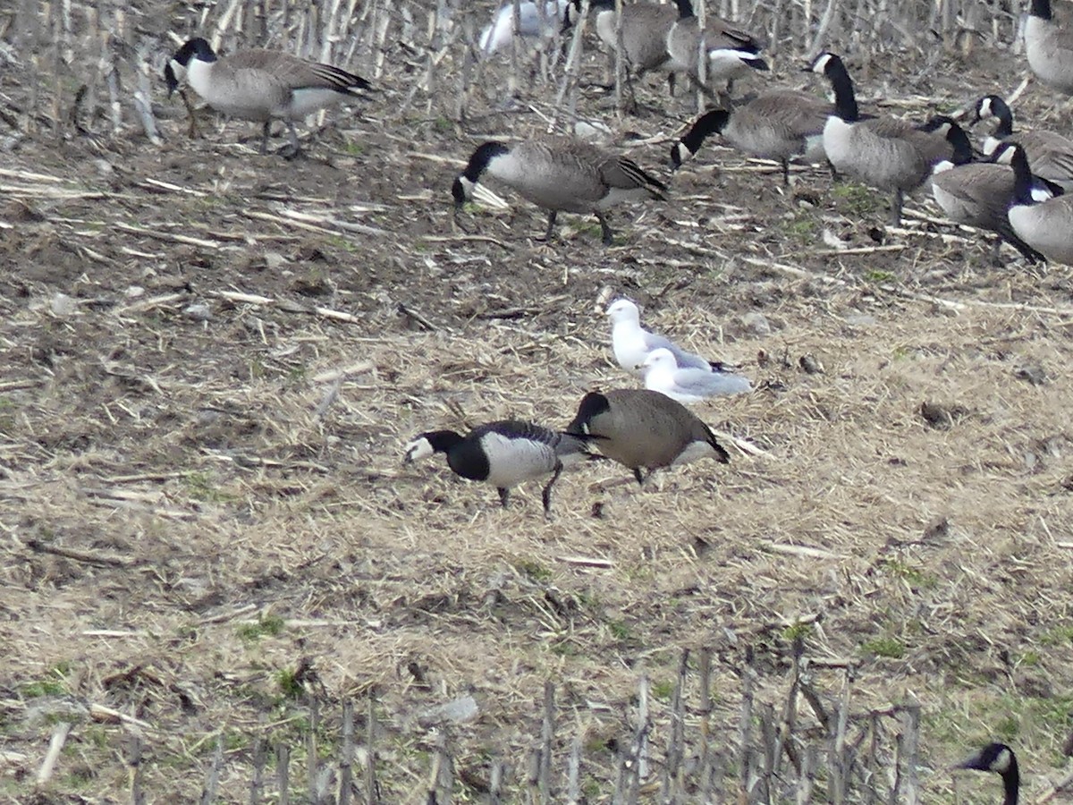 Barnacle Goose - ML617775394