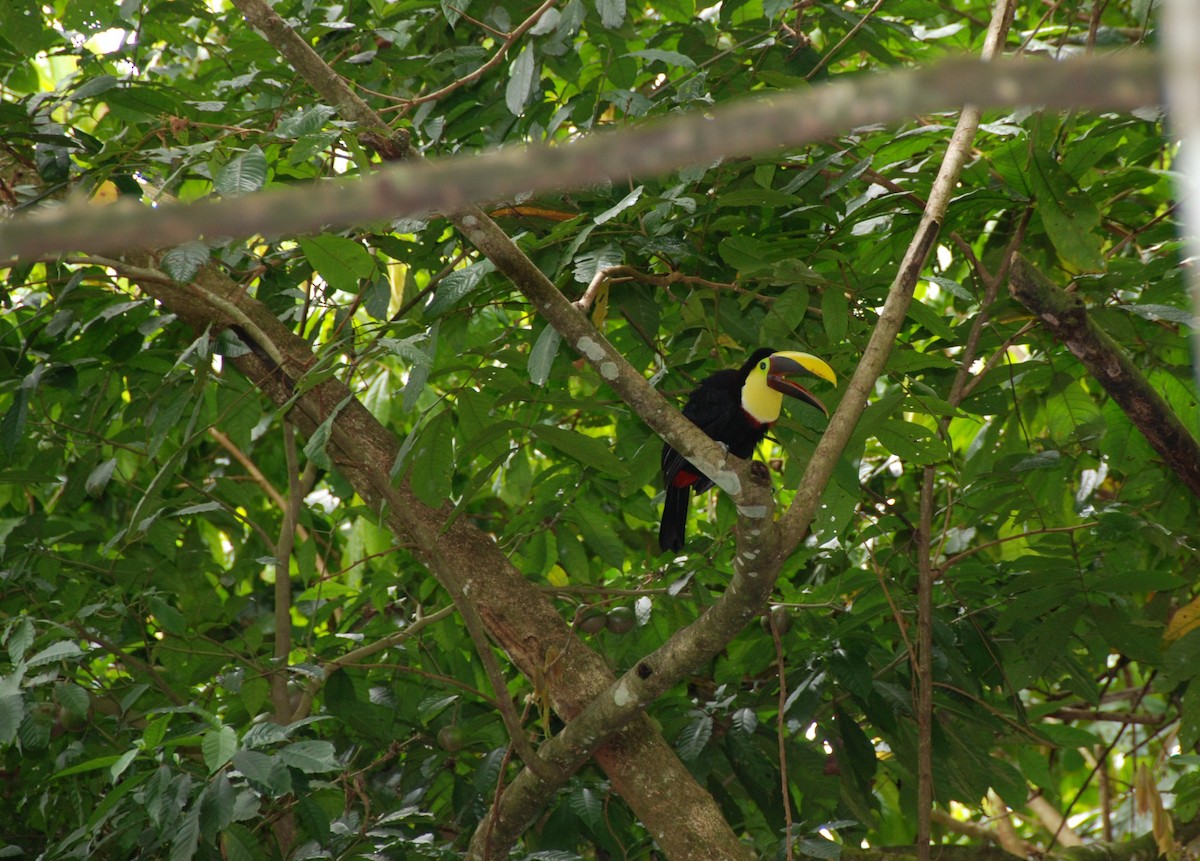 Yellow-throated Toucan - ML617775401