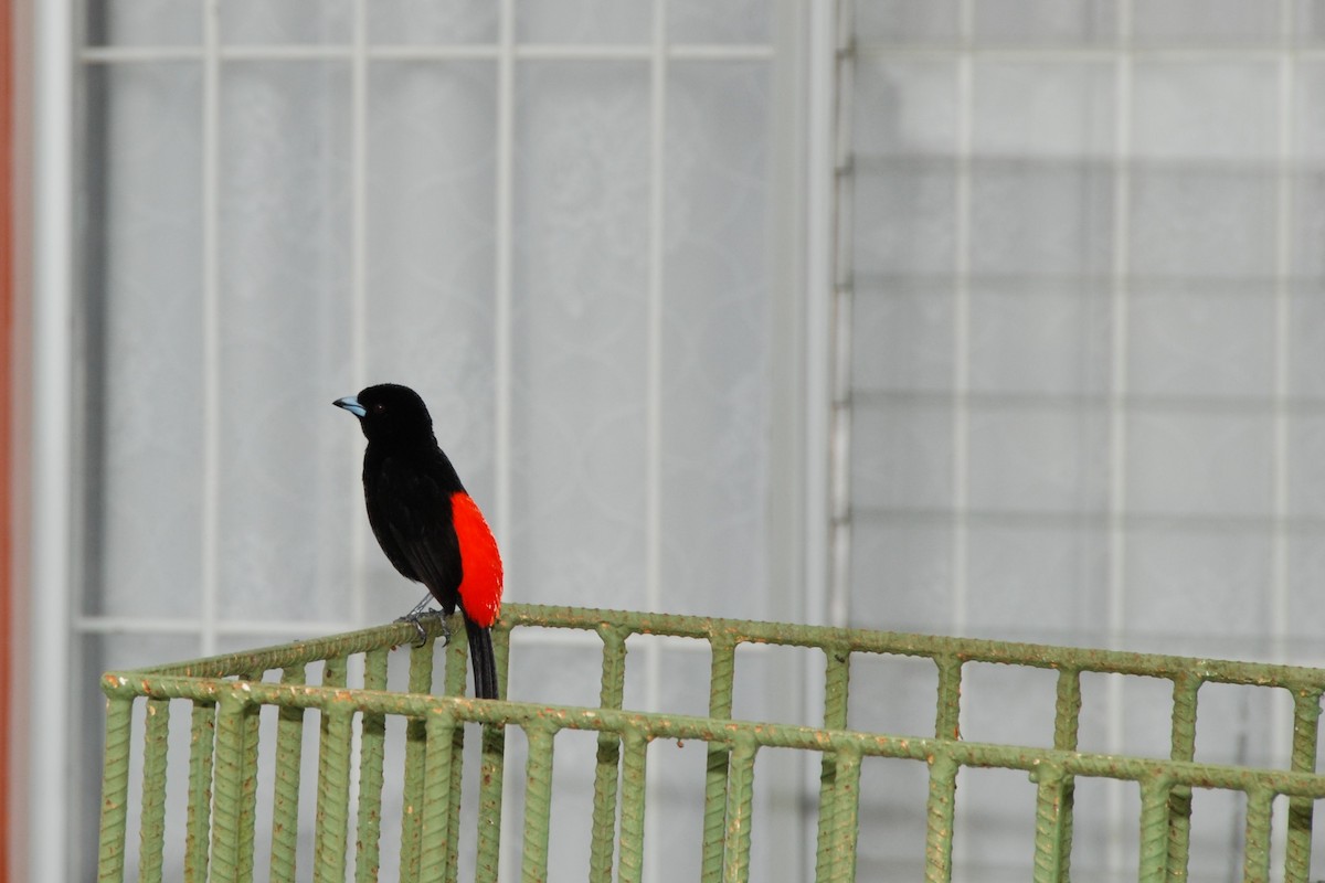 Scarlet-rumped Tanager - ML617775403