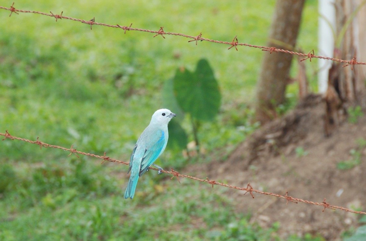 Blue-gray Tanager - ML617775406