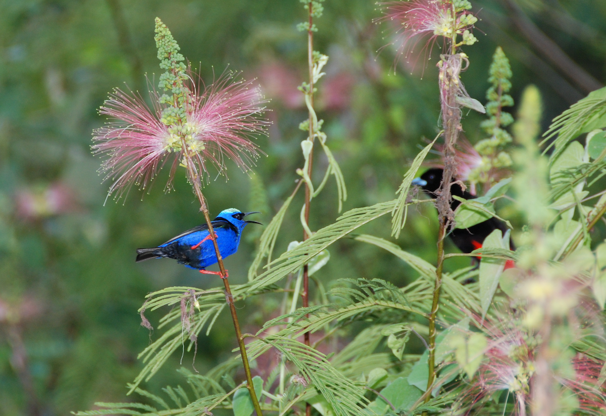 Red-legged Honeycreeper - Beata Matysiokova