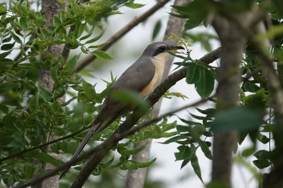 Mangrove Cuckoo - ML617775409