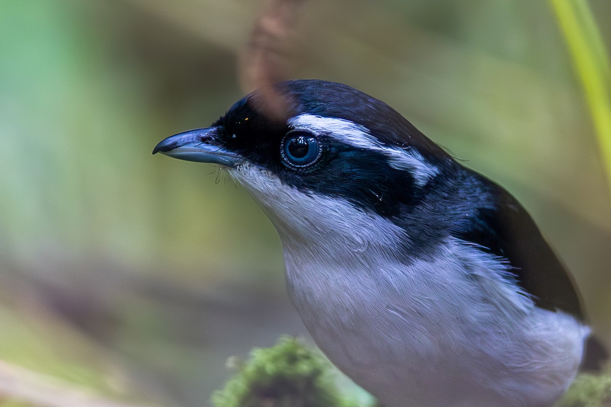 Pied Shrike-Babbler - ML617775470