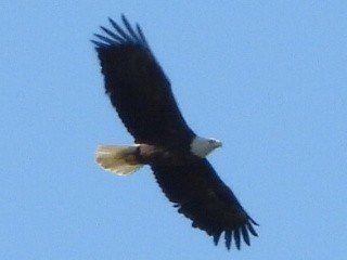 Bald Eagle - ML617775473