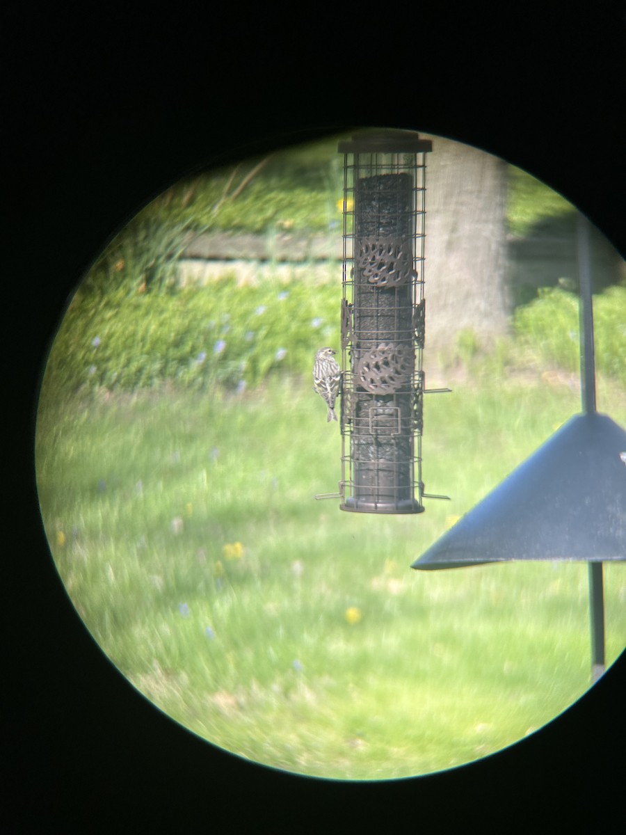 Pine Siskin - ML617775478