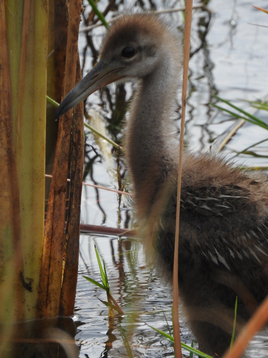 Limpkin - ML617775484