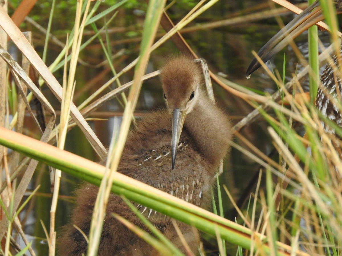 Limpkin - ML617775485