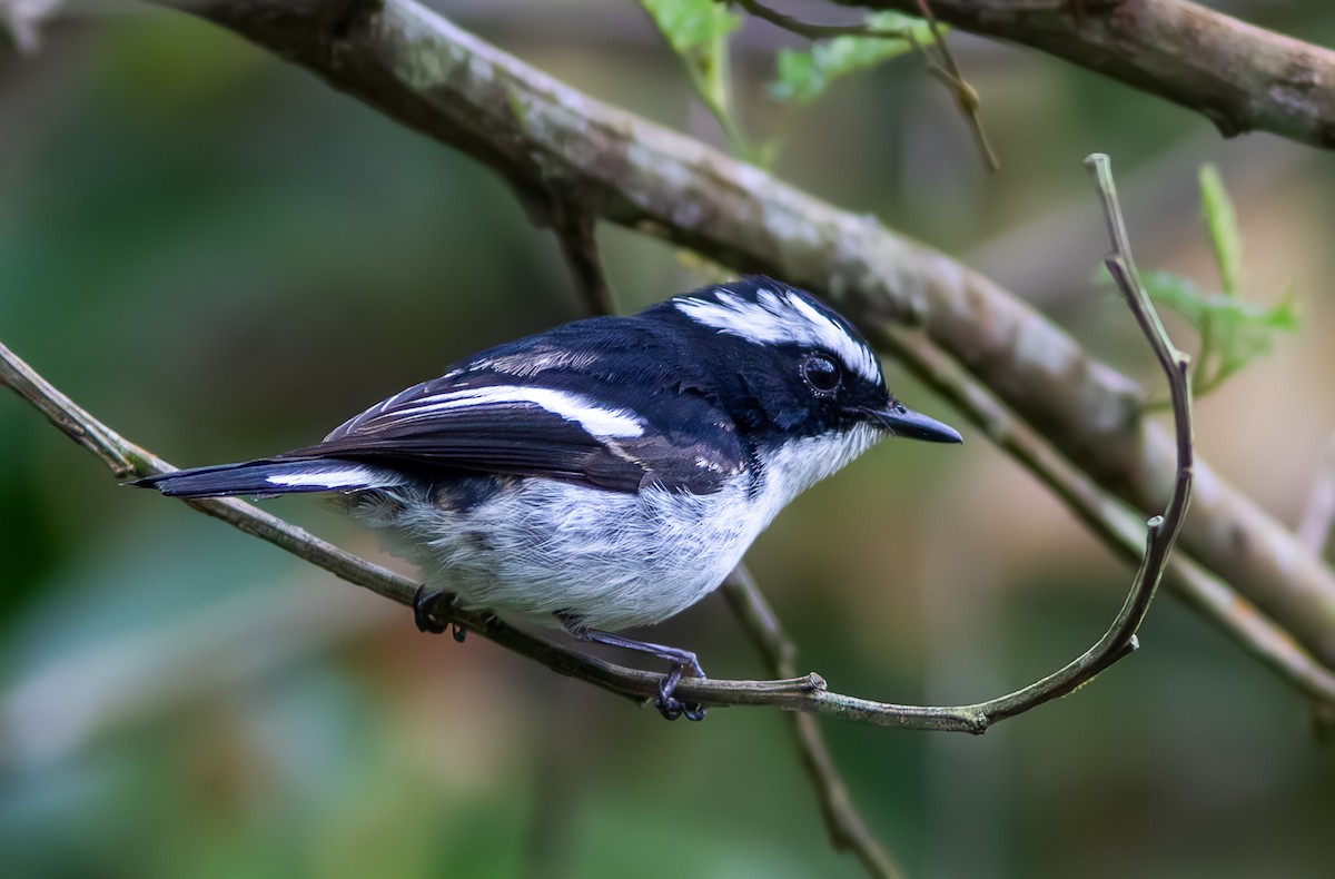 Little Pied Flycatcher - ML617775488