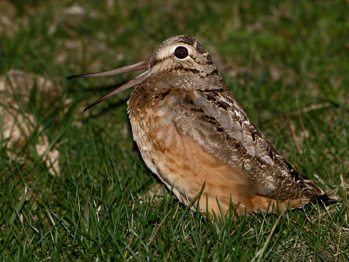 American Woodcock - ML617775494