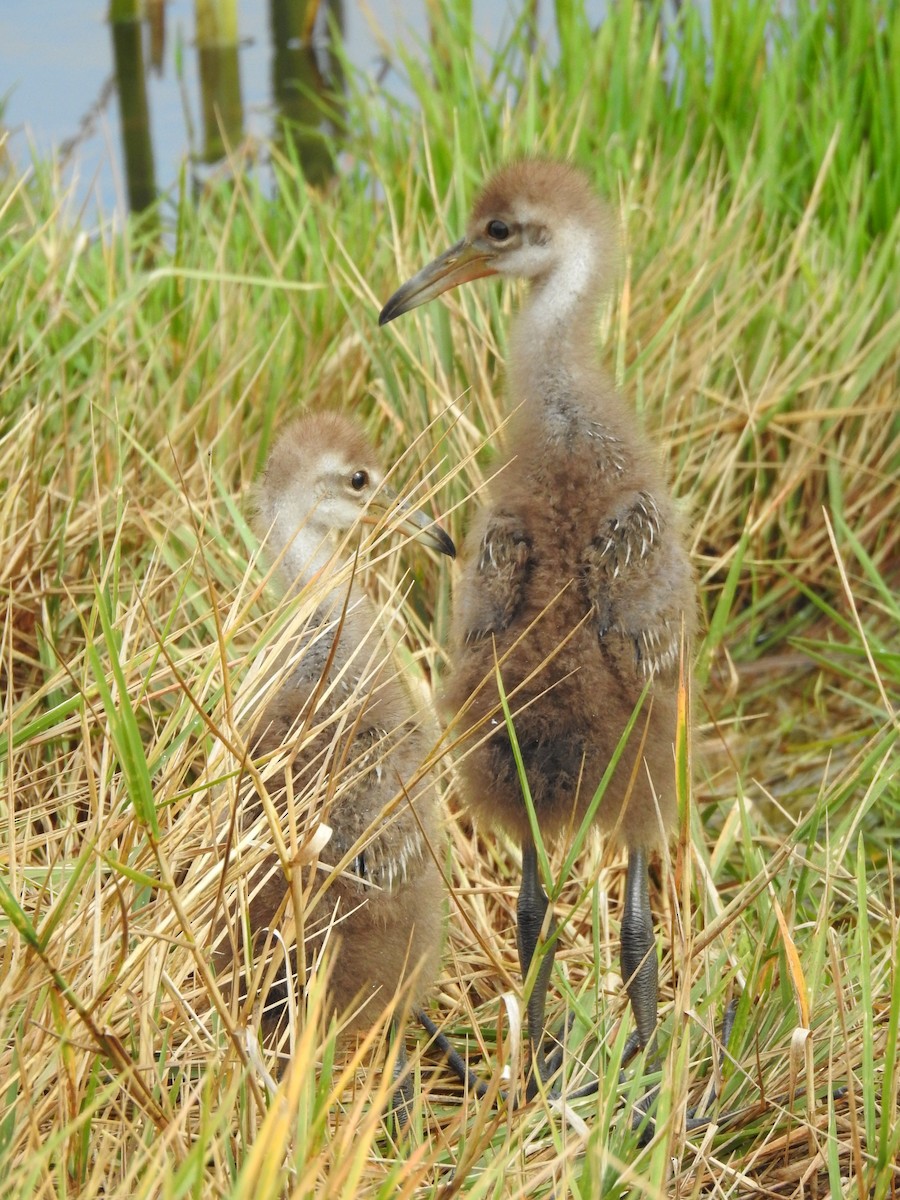 Limpkin - ML617775504