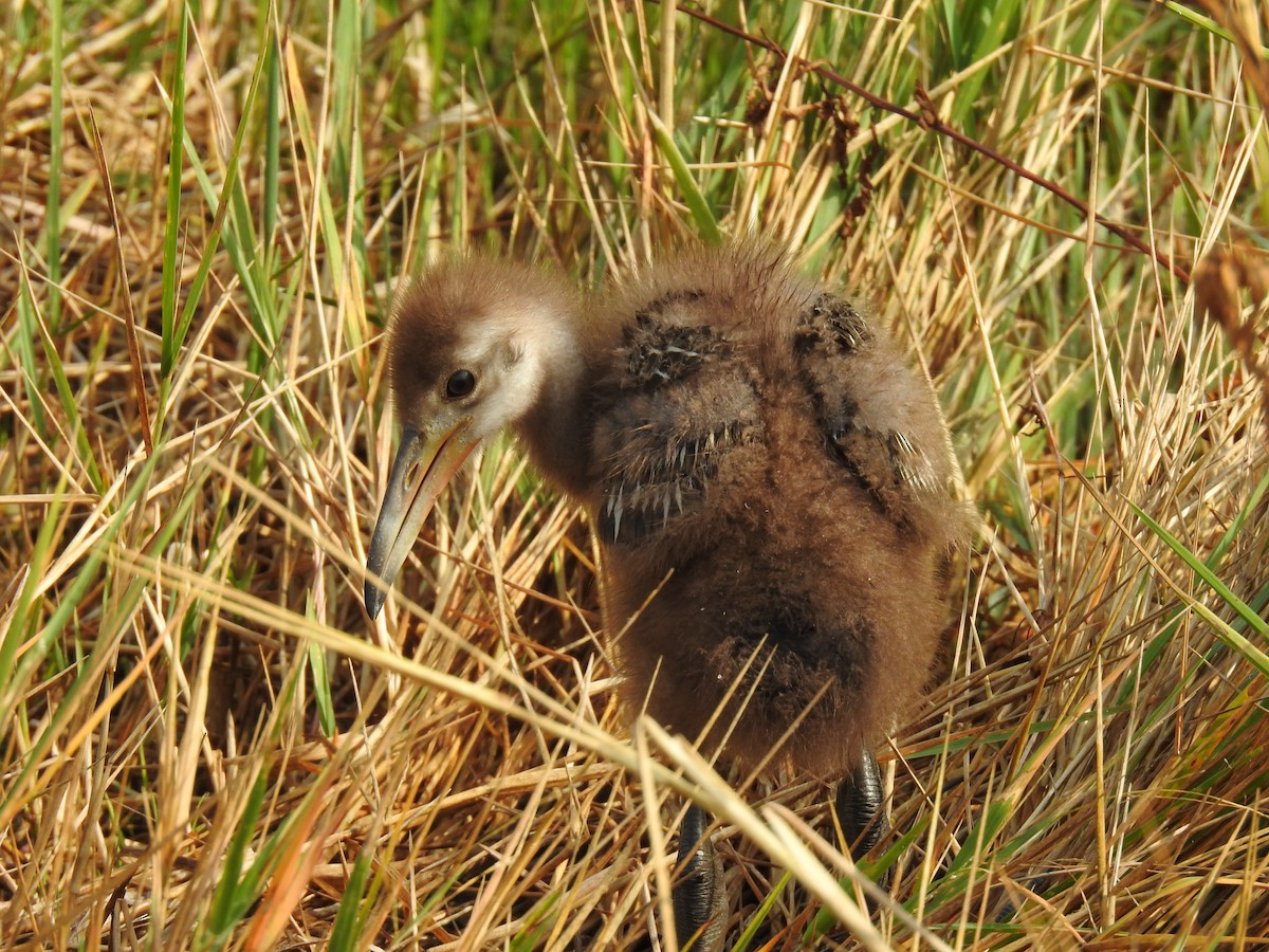 Limpkin - ML617775506