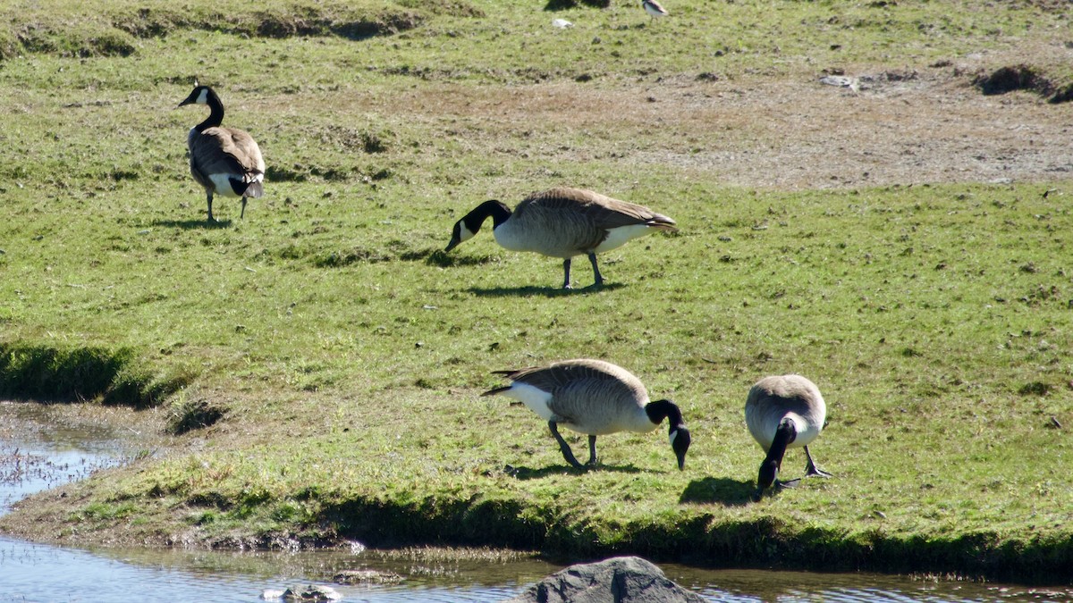 Canada Goose - Jan Ekkers