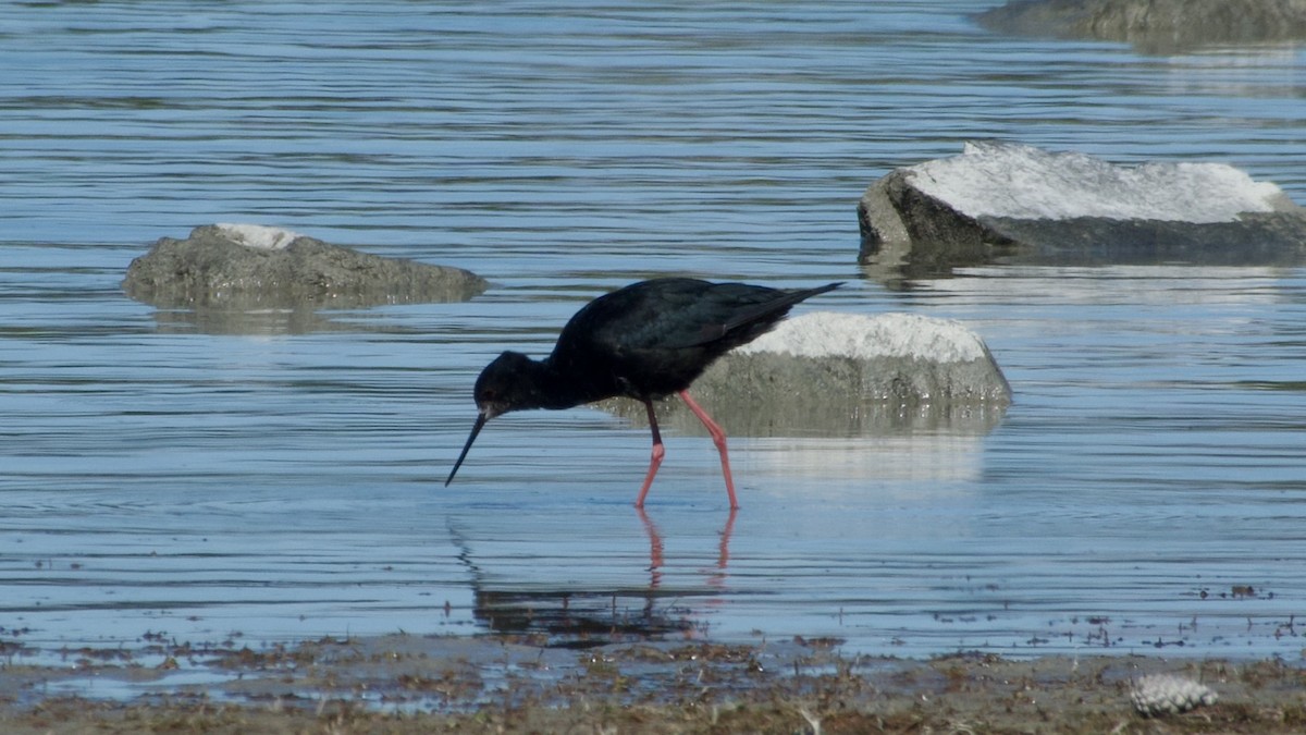 Black Stilt - ML617775517