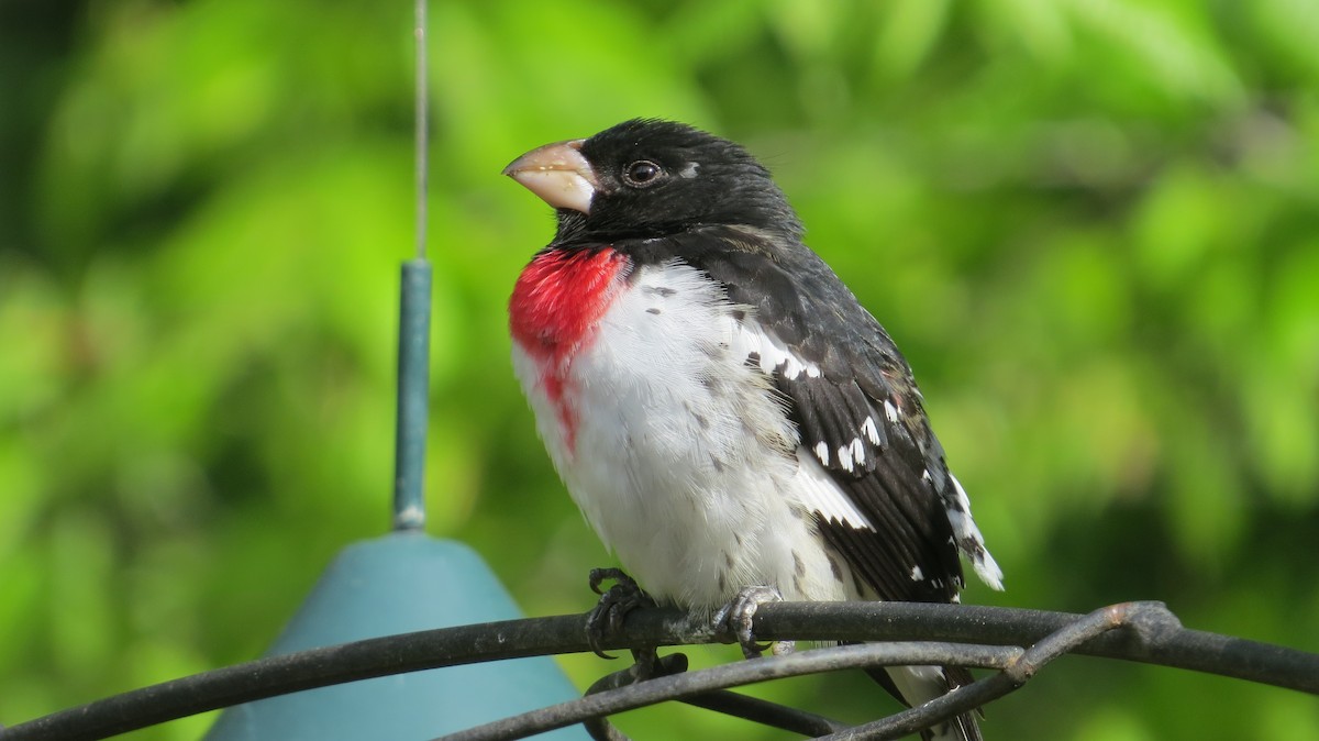 Rose-breasted Grosbeak - ML617775518