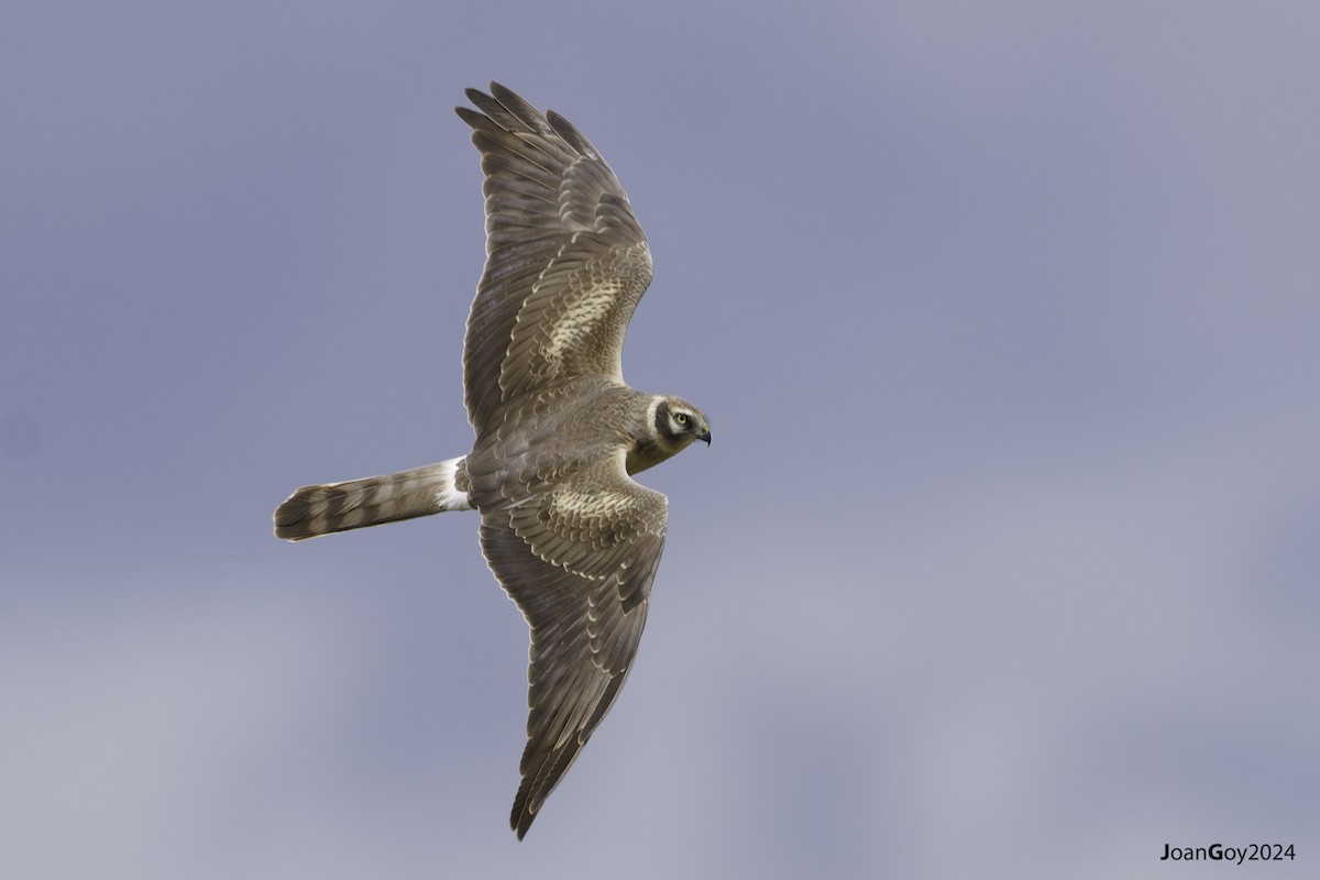 Mirotz lepazuria - ML617775522