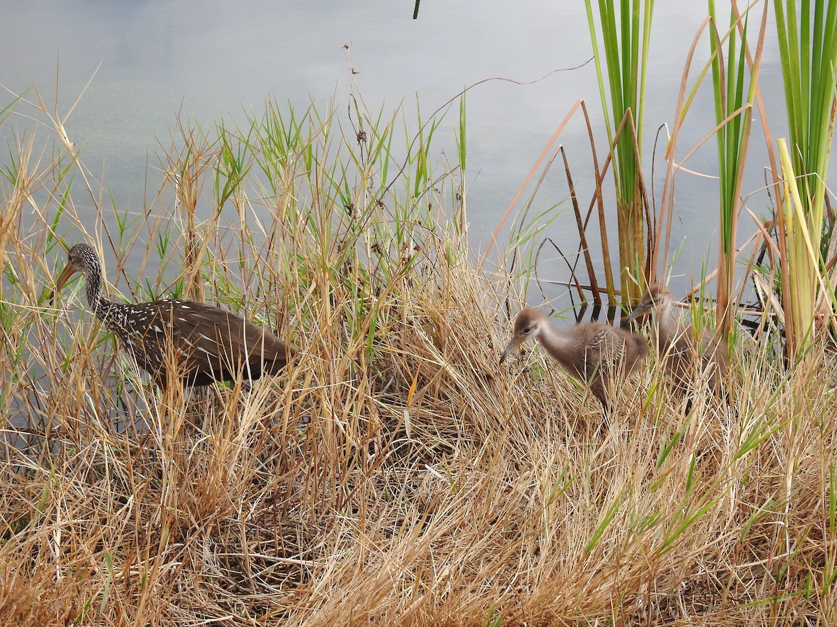 Limpkin - ML617775529