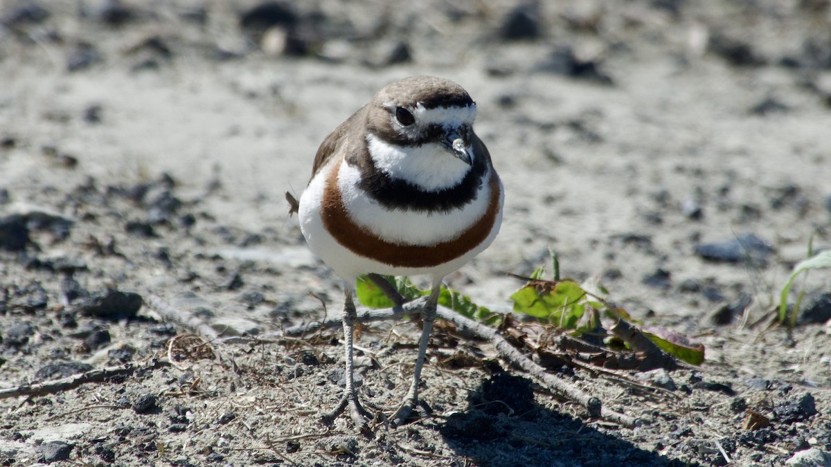 Double-banded Plover - Jan Ekkers