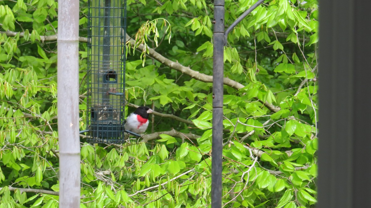 Rose-breasted Grosbeak - ML617775559