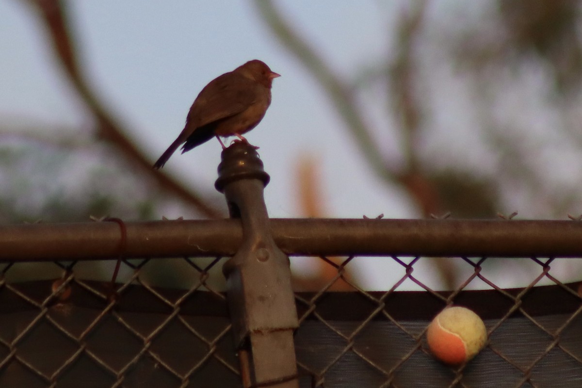 California Towhee - ML617775602