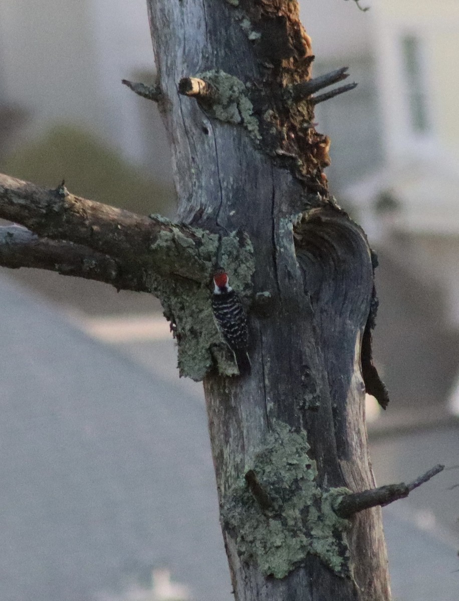 Nuttall's Woodpecker - ML617775610