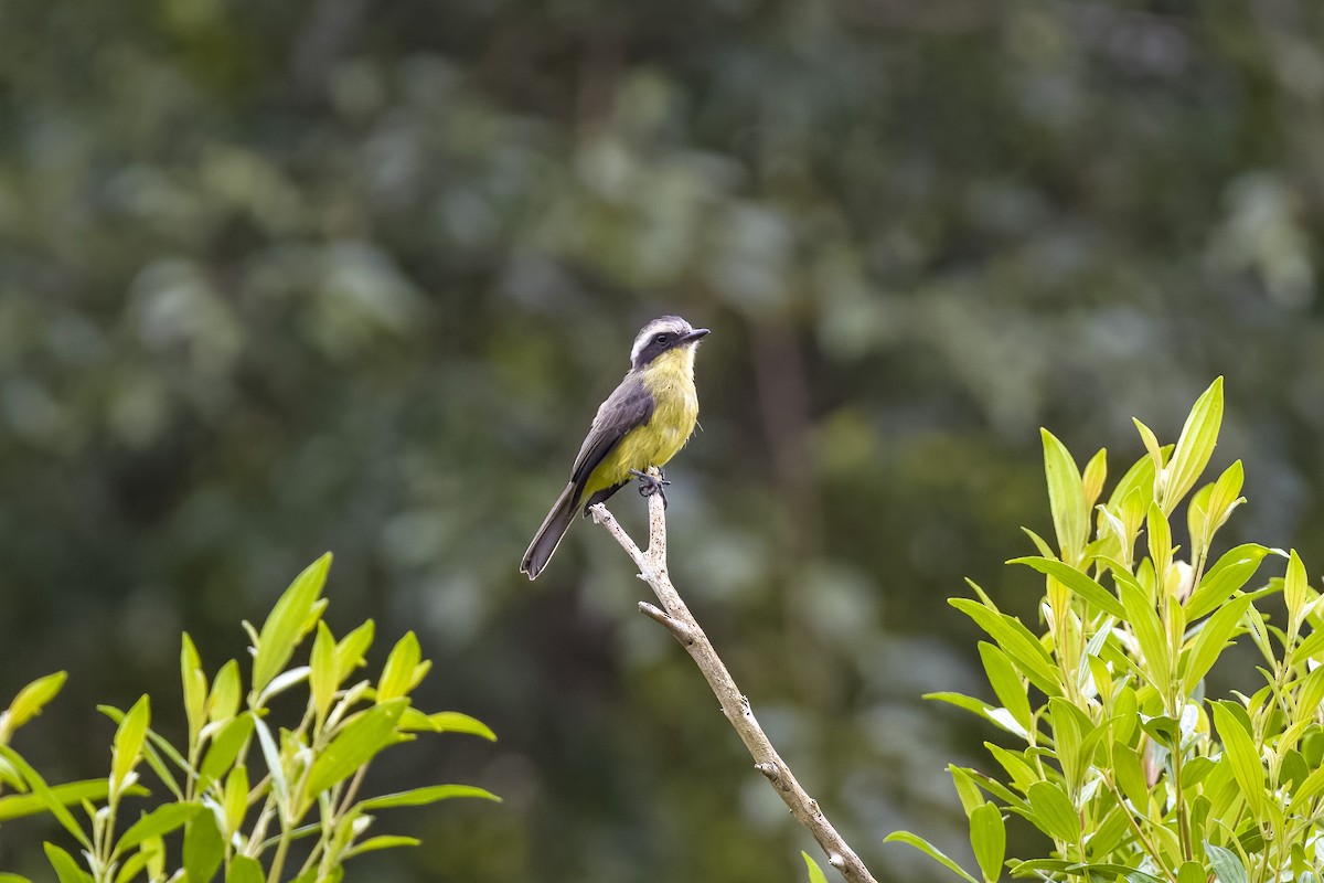 Three-striped Flycatcher - ML617775644