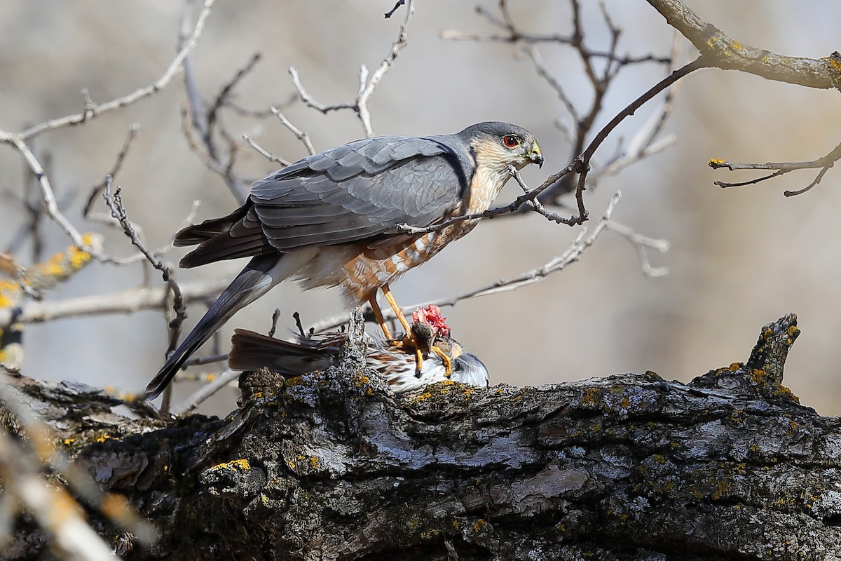 Sharp-shinned Hawk - ML617775652