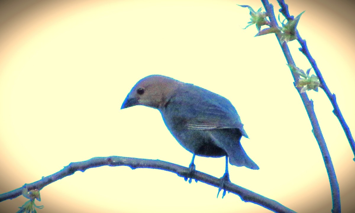 Brown-headed Cowbird - ML617775669