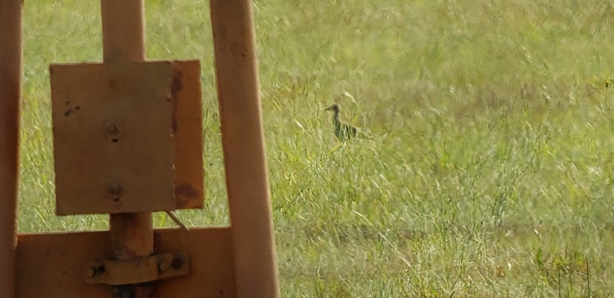 Upland Sandpiper - ML617775679