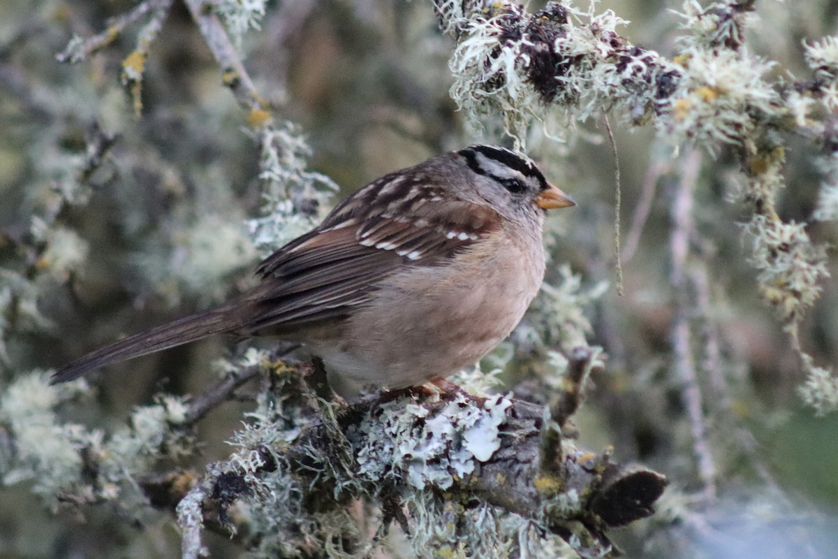 White-crowned Sparrow - ML617775700