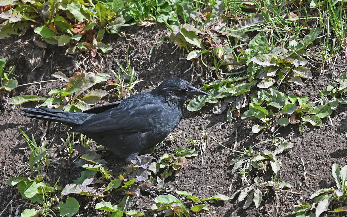 Austral Blackbird - ML617775718