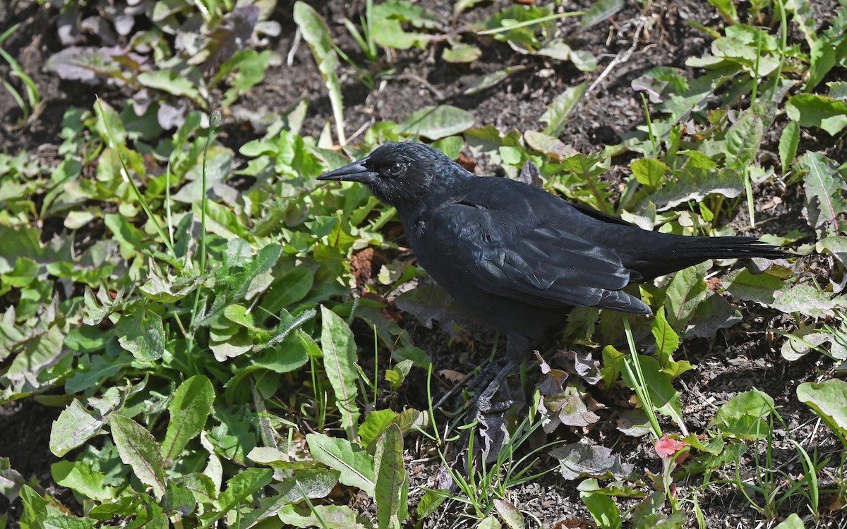 Tordo Patagón - ML617775720