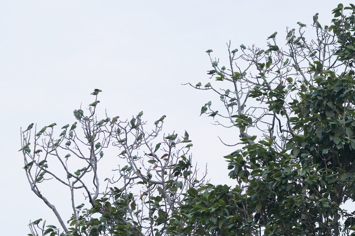 Red-breasted Parakeet - ML617775725