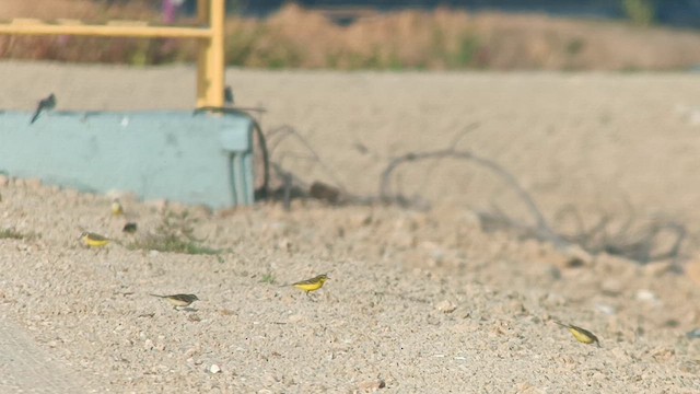 Western Yellow Wagtail - ML617775737