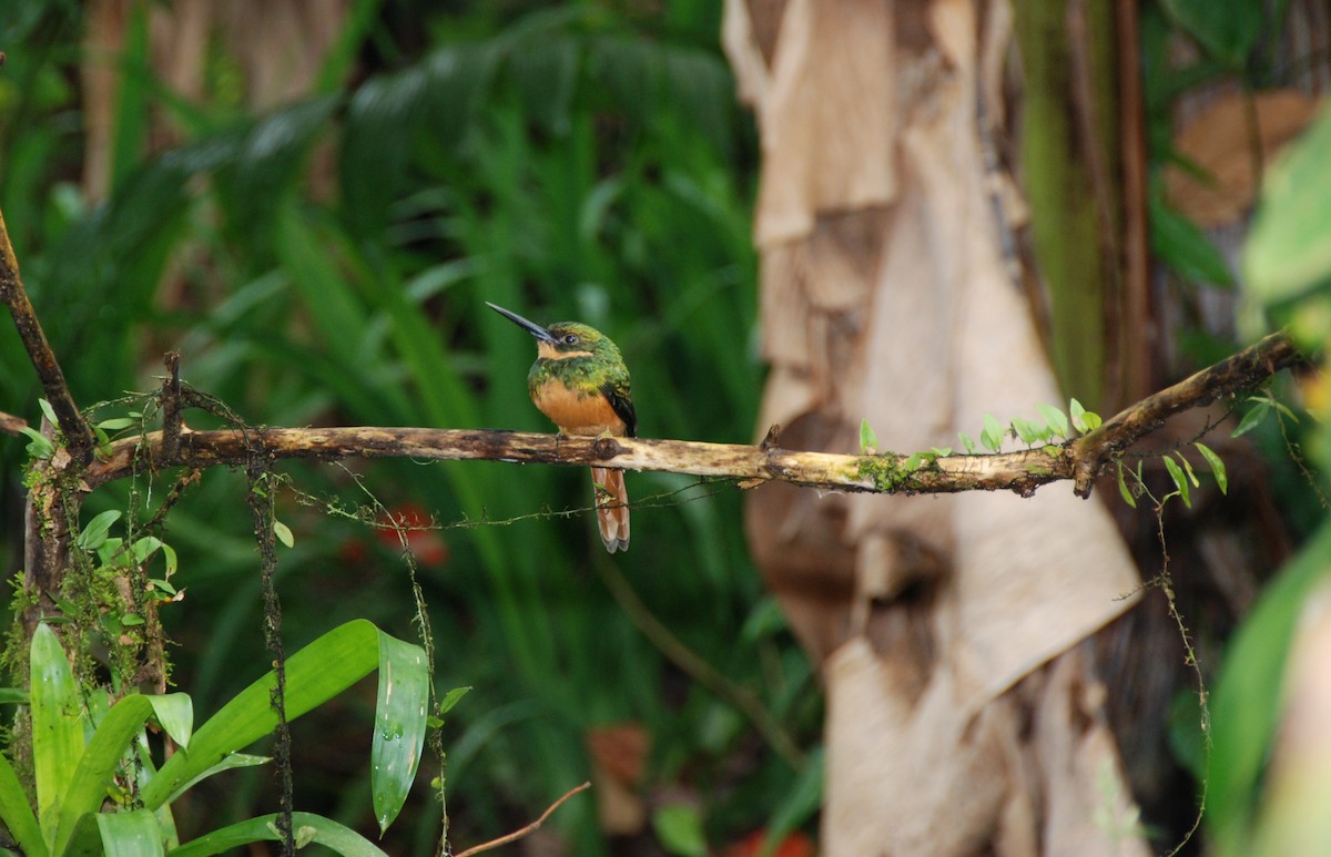 Rufous-tailed Jacamar - ML617775739