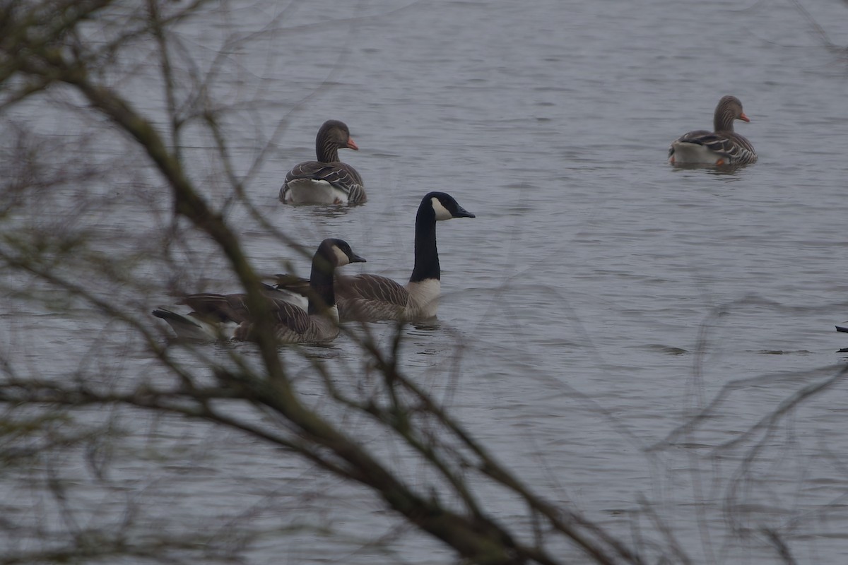 Canada Goose - ML617775740