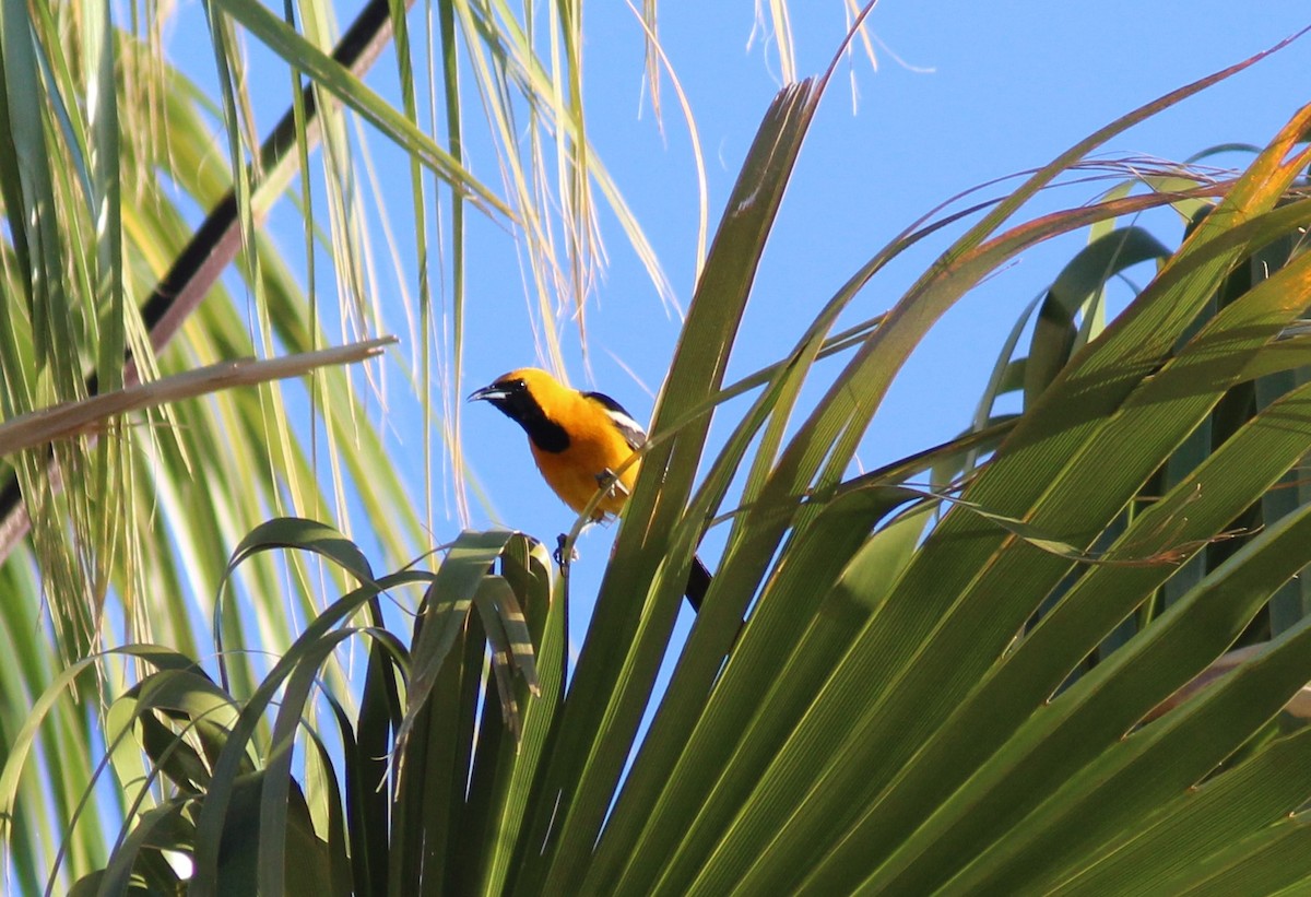 Hooded Oriole - Ken Tracey