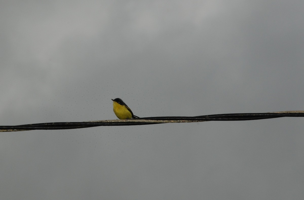 Common Tody-Flycatcher - ML617775769