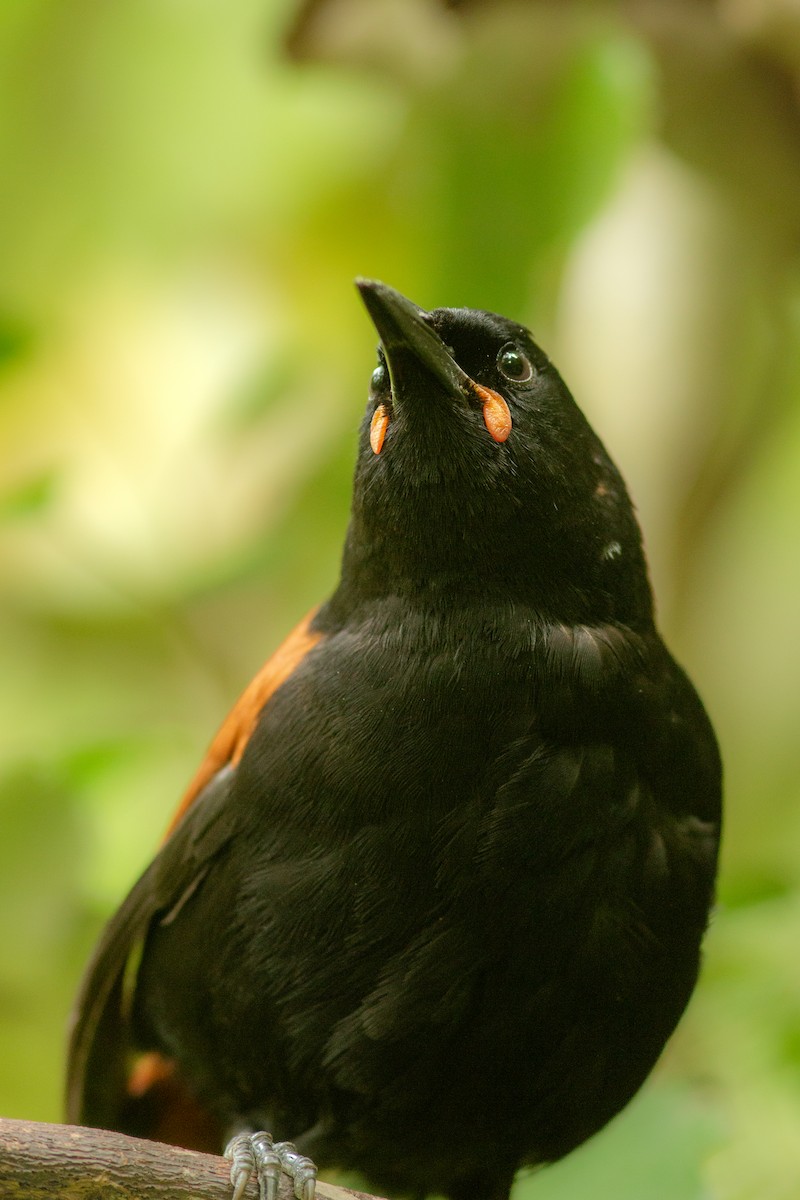 South Island Saddleback - ML617775773