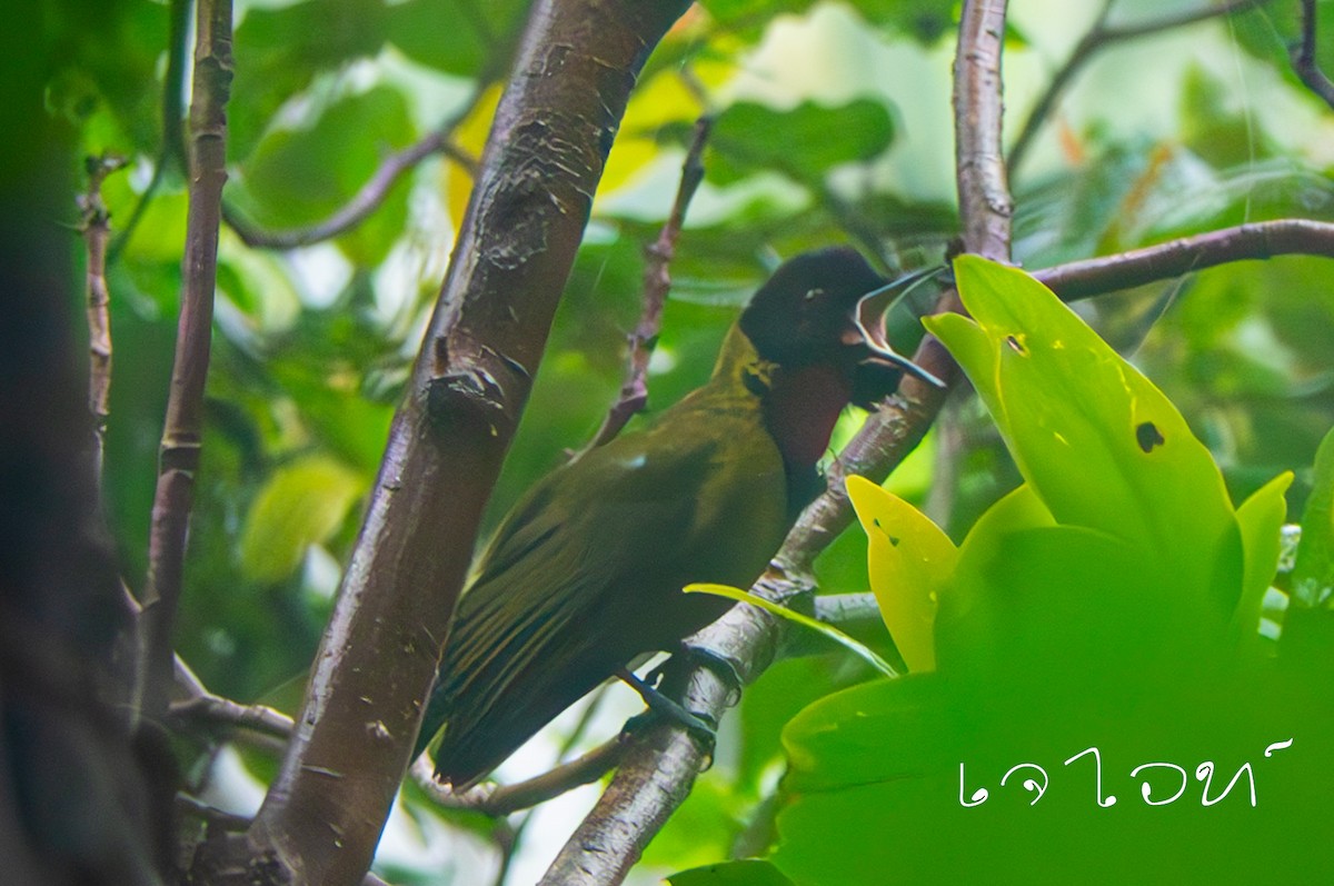 Bare-throated Whistler - ML617775788