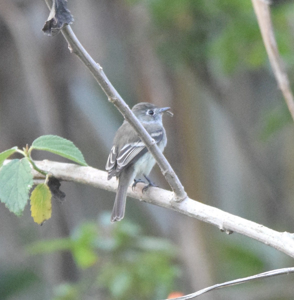 Least Flycatcher - ML617775797