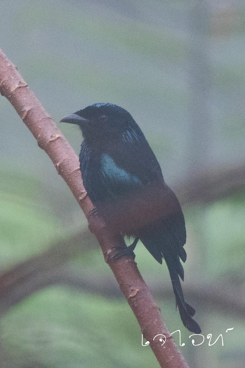 Wallacean Drongo - ML617775804
