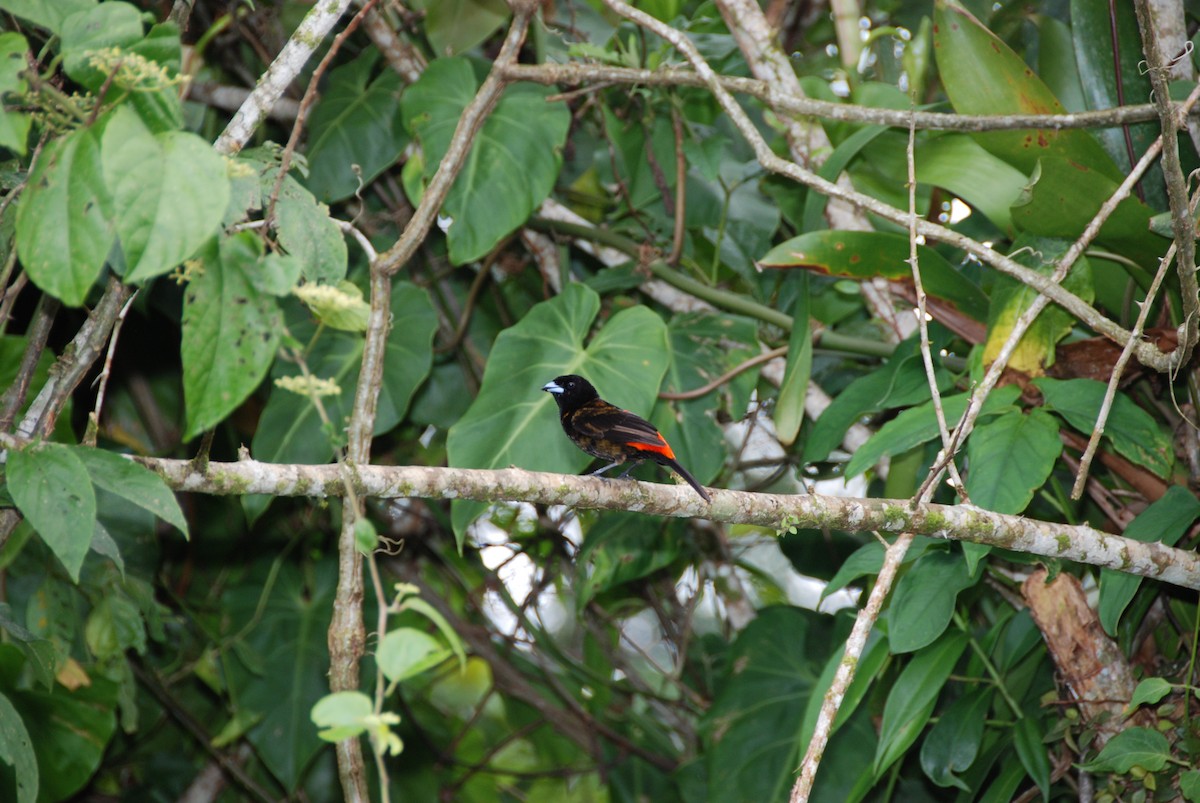 Scarlet-rumped Tanager - ML617775848