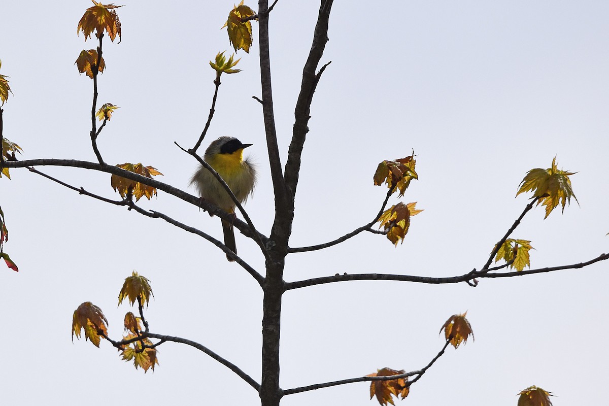 Common Yellowthroat - ML617775868