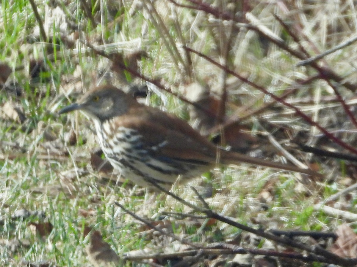 Brown Thrasher - ML617775887