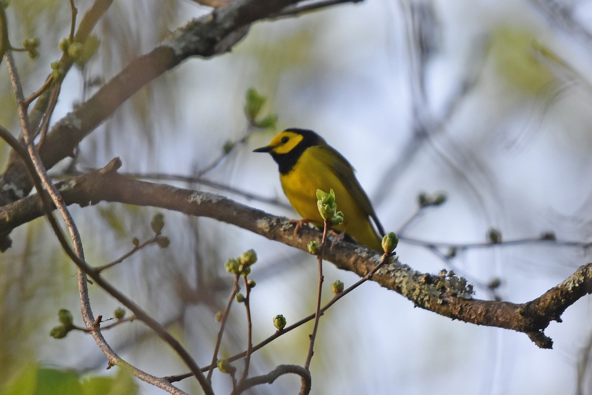 Hooded Warbler - ML617775901